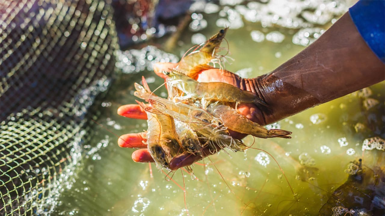 Nice : Inalve lève 2 M€ pour mettre ses microalgues au service de l’aquaculture